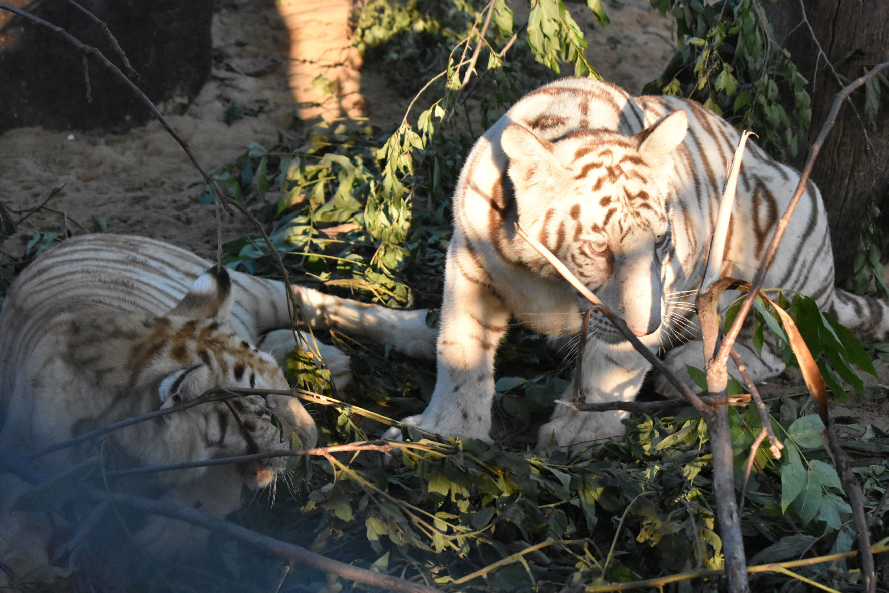 Baby tigers resting together